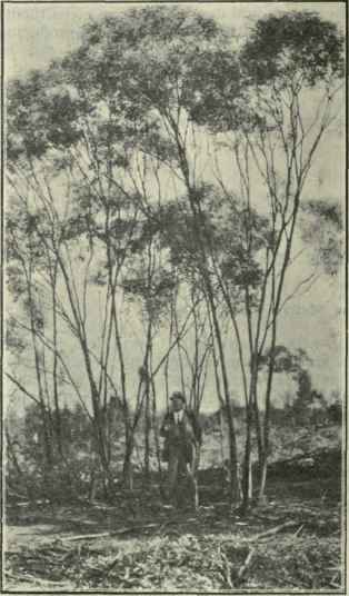 99 Eucalyptus polybractea 161