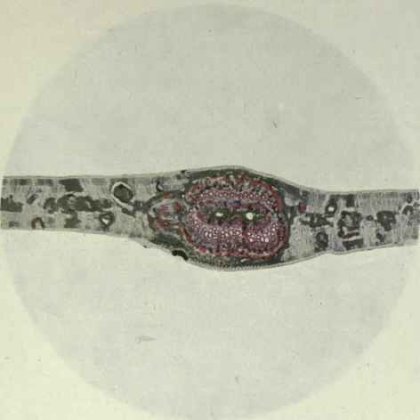 Eucalyptus Citriodora Hook Citron Scented Gum 260