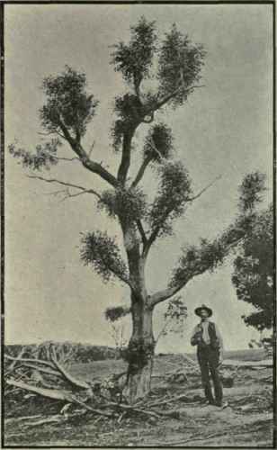 Eucalyptus Dives A Broad leaf Peppermint 282