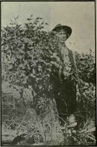 Eucalyptus Dives A Broad leaf Peppermint 283