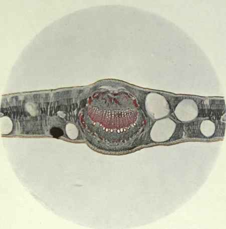 Eucalyptus Dives Sch A Broad Leaf Peppermint 245