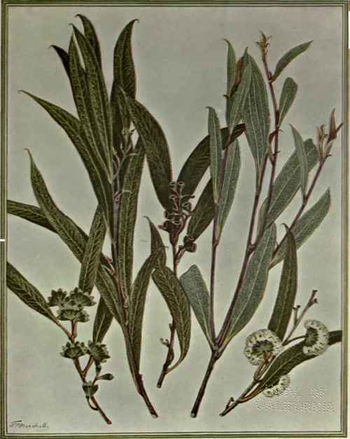 Eucalyptus Dumosa A Cunn White Or Bull Mallee 158