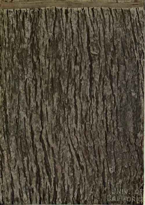Eucalyptus Hemiphloia F v M Box 189