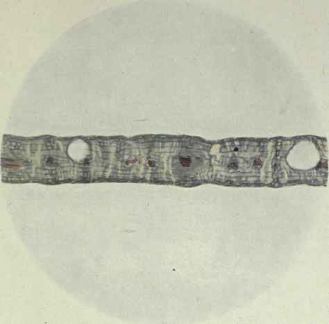 Eucalyptus Hemiphloia F v M Box 190