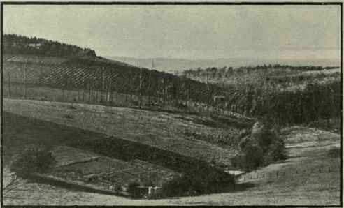 Eucalyptus Macarthuri 290