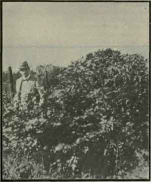 Eucalyptus Macarthuri 291