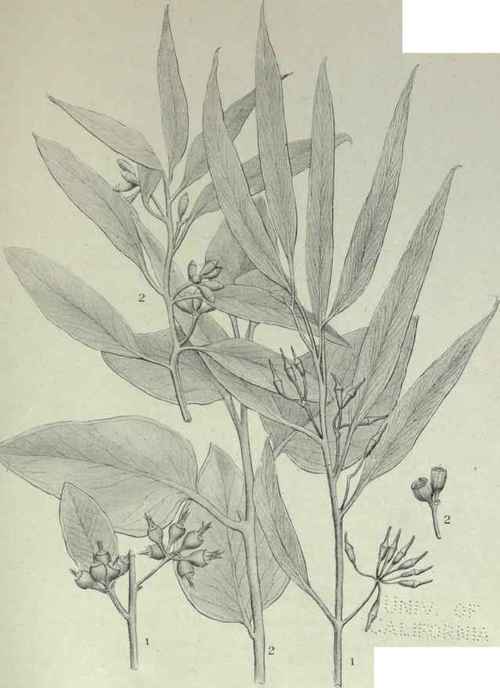 Eucalyptus Oleosa F V M Red Or Water Mallee 155