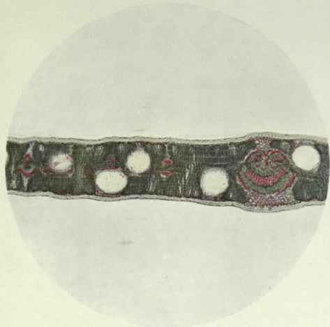 Eucalyptus Polybractea R T B Blue Mallei 159