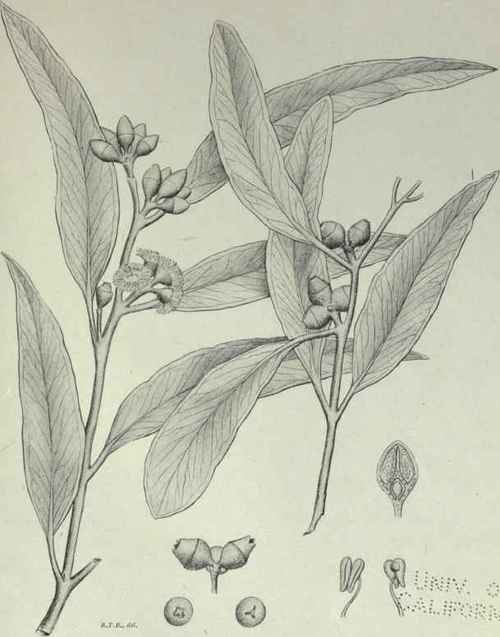 Eucalyptus Pulverulenta Sims 126