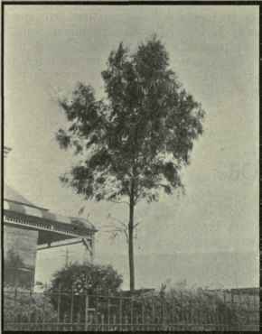 Eucalyptus Smithii 293