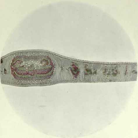 The Probable Evolution of the Eucalypts Part 3 11