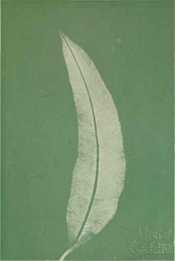 The Probable Evolution of the Eucalypts Part 3 12