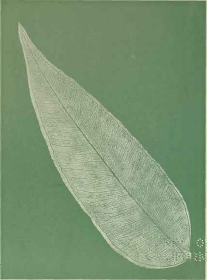 The Probable Evolution of the Eucalypts Part 3 13