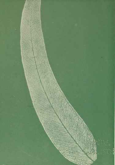 The Probable Evolution of the Eucalypts Part 3 14