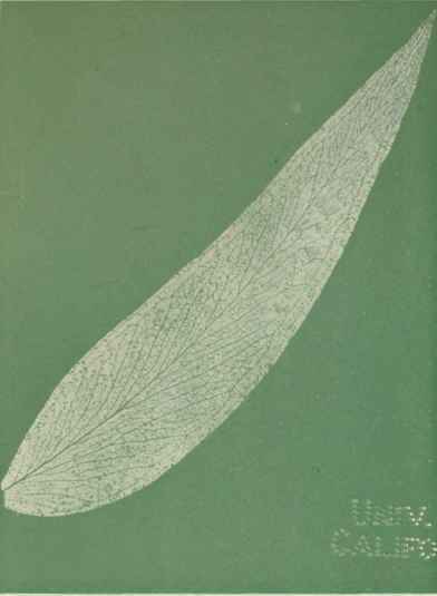 The Probable Evolution of the Eucalypts Part 3 16