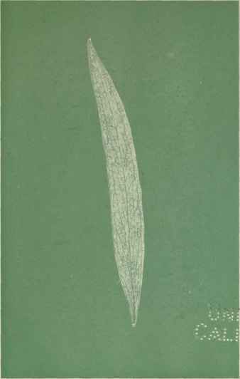 The Probable Evolution of the Eucalypts Part 3 17