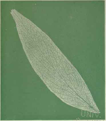 The Probable Evolution of the Eucalypts Part 3 18