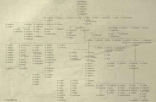 The Probable Evolution of the Eucalypts Part 3 7
