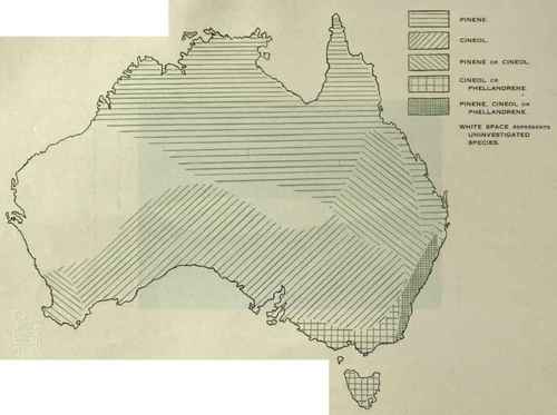The Probable Evolution of the Eucalypts Part 3 9