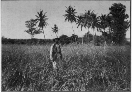 Fig. 26. A Field of Maha Pengiri Grass in Ceylon.