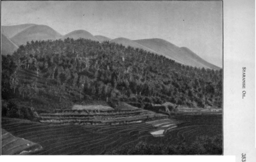 Fig. 36. Plantation of staranise trees in the vicinity of Langson (Tonquin).
