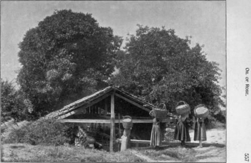 Fig. 49. Bulgarian Giulapana.