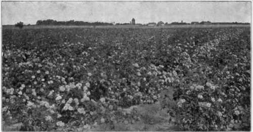 Fig. 50. Rose fields in Miltitz.