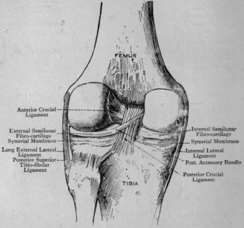 Fig. 21.   Knee Joint (Posterior View).