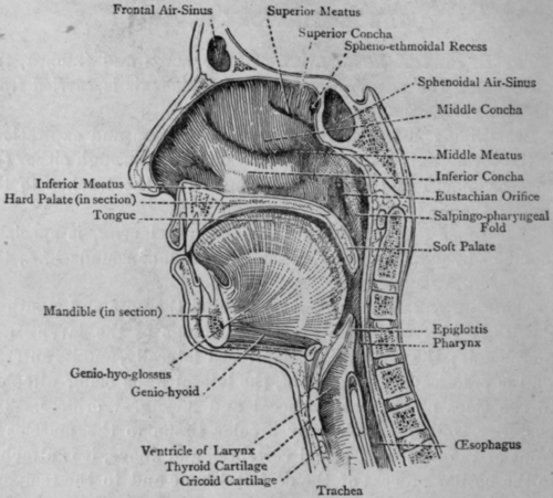 Fig. 51. The Pharynx.