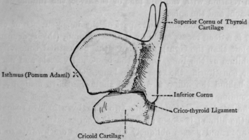 Fig. 52. The Laryngeal Cartilages.