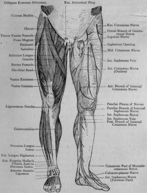 Lumbar And Sacral Plexus And Nerves Of Lower Limb. Continued