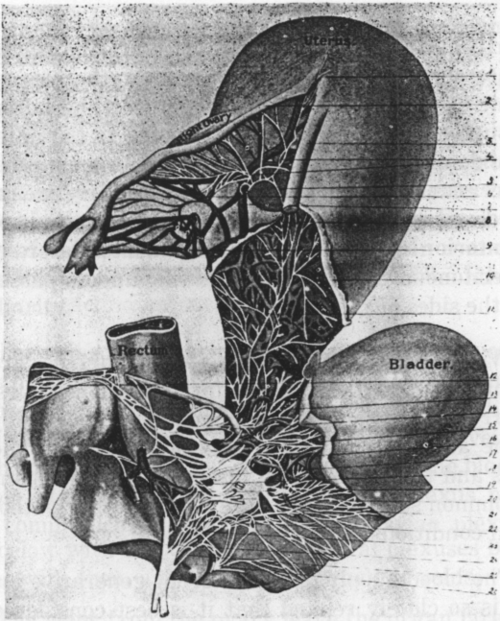 Fig. 5. The Nerves Of The Pelvic Organs Of Woman. (Frankenhauser.)