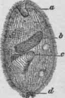 Balantidium Coll (Claus). a. Mouth: b, nucleus; c, a granule of starch which has been ingested: d, a foreign body in the process of being expelled. Highly magnified.