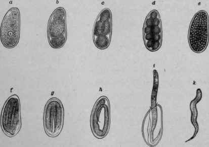 Development of Oxyuris Vermicularis