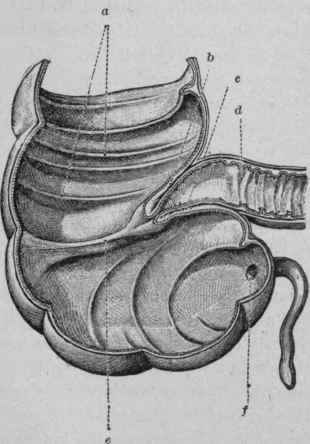 Section of the Caecum and Ileum, showing the Entrance of the Latter into the Caecum (Toldt)