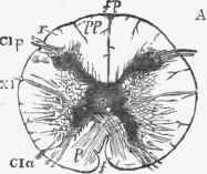 Anatomical Introduction 332