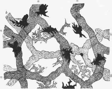 Capillary blood vessels, serous spaces and capillary lymphatics of the frog's swimming web.