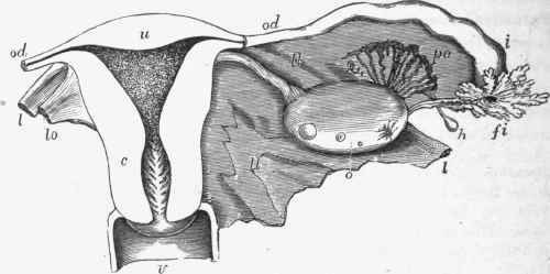 Diagrammatic view of uterus and appendages, po, parovarium; od, Fallopian tube.