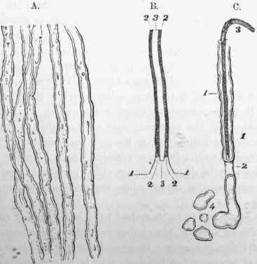 Medullated nerve fibres. A, the natural appearance; li and C, diagrams showing the constituent structures as in text.