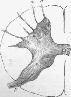 Section of dorsal region of cord.