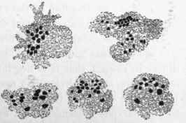 White blood corpuscles of the frog, containing granules of vermilion, and showing amteboid movement.