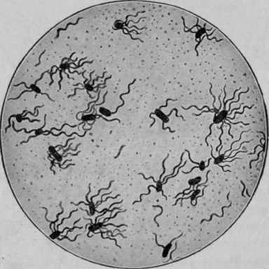 Bacillus Typhosus, showing Flagella (McFarland).