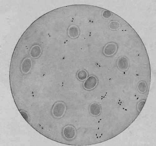 Capsulated Pneumococci in Blood from the Heart of a Rabbit. X 1000 (McFarland).