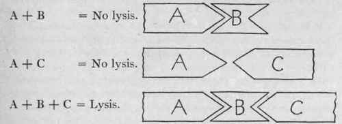Diagram Representing Method of Combination of Antigen (A), Amboceptor (B), and Complement (C) in Producing Lysis.