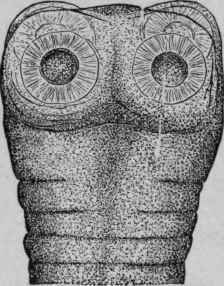 Head of Taenia Mediocanellata (Saginata) (Mosler and Peiper).