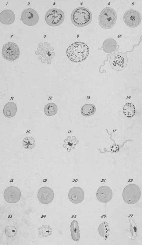 PLATE I. Various Forms of Malarial Parasites (Thayer and Hewetson).