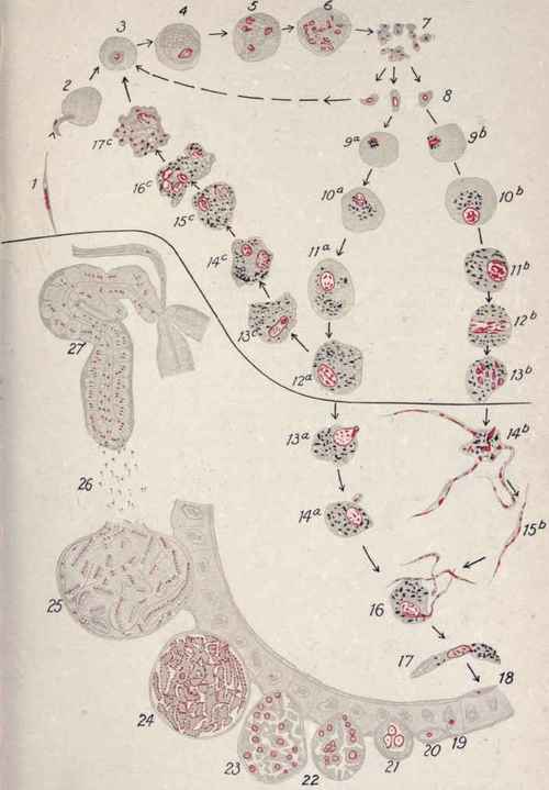 PLATE III. Life cycle of Plasmodium Vivax (after Grassi and Schaudinn).