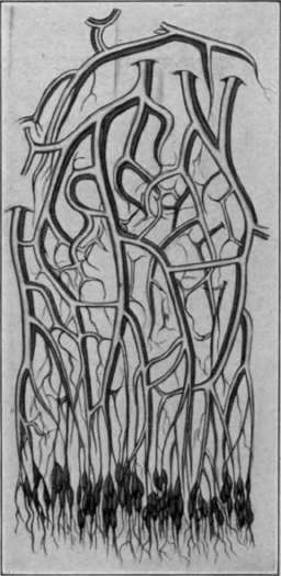 Fig. 4. Venous pools in which internal hemorrhoid plexus arises (schematic).