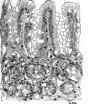 D Small Pieces Of Gastric Mucosa 29