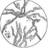 Smile us Fig. 24, hlghly magnified. X 420.